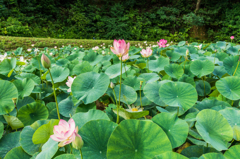 二千年蓮池