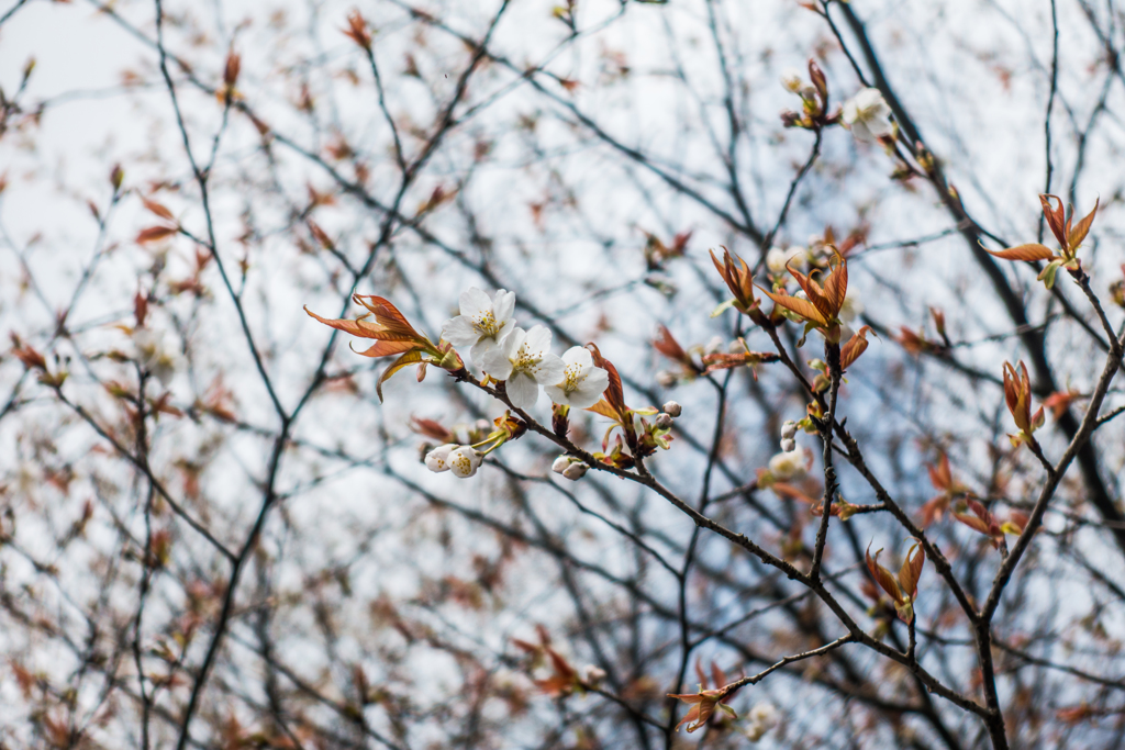 山桜