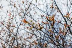 山桜