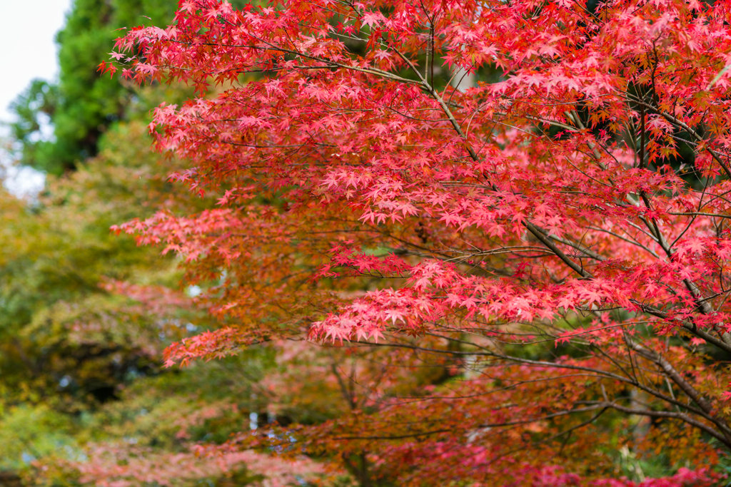 若宮八幡宮奥の紅葉-2