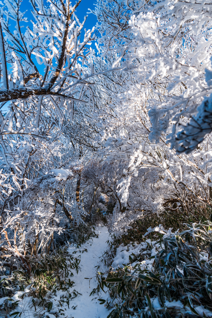 霧氷のトンネル