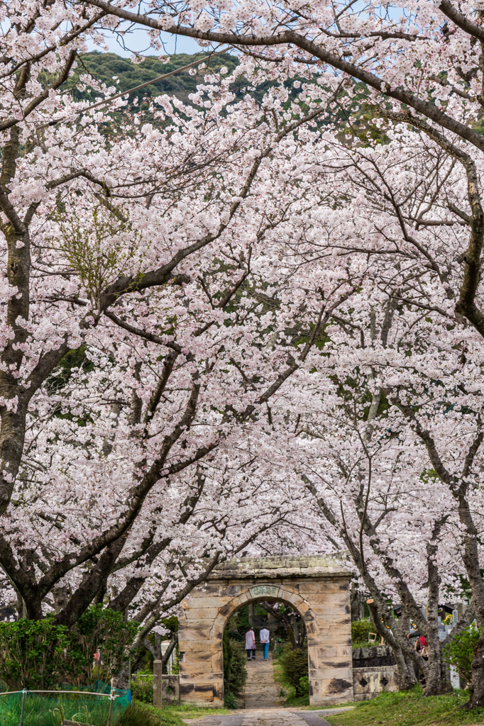 円応寺の桜-4