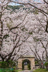 円応寺の桜-4