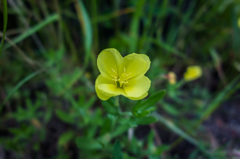 コマツヨイグサ