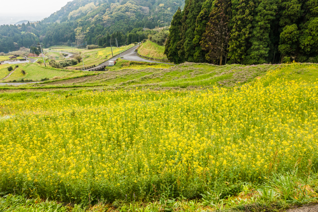 江里山棚田の菜の花