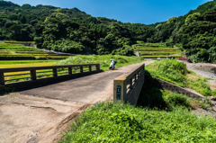 棚田と海を分ける橋