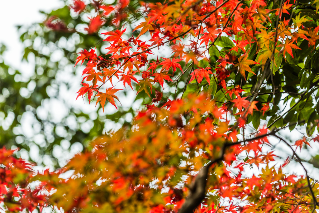竜門峡の紅葉-8
