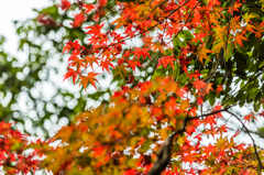 竜門峡の紅葉-8
