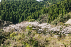 厳木ダムの桜-3