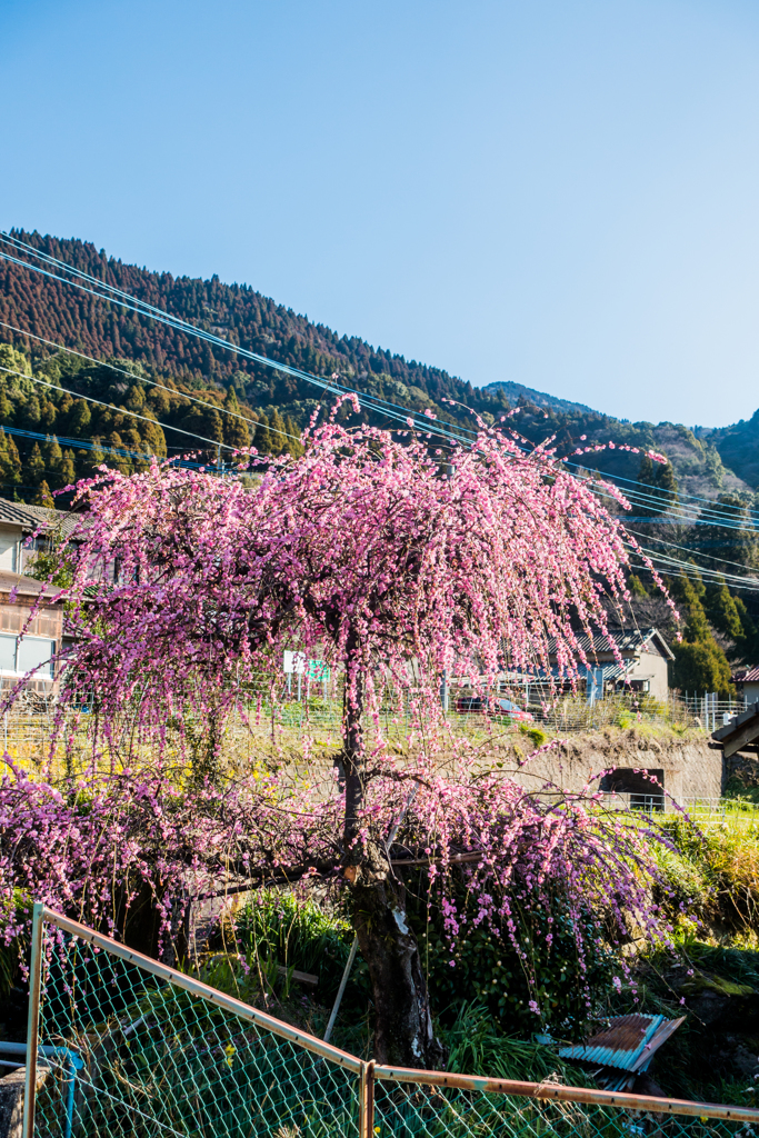 江里山の枝垂れ梅