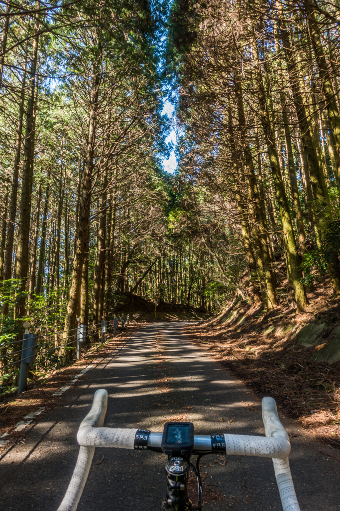 forest