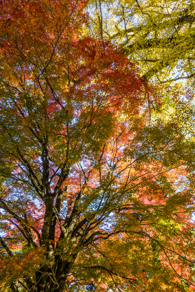 白石神社の紅葉-3