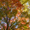 白石神社の紅葉-3