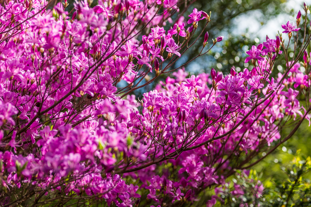 妙見岳のミツバツツジ-2