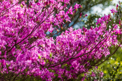 妙見岳のミツバツツジ-2