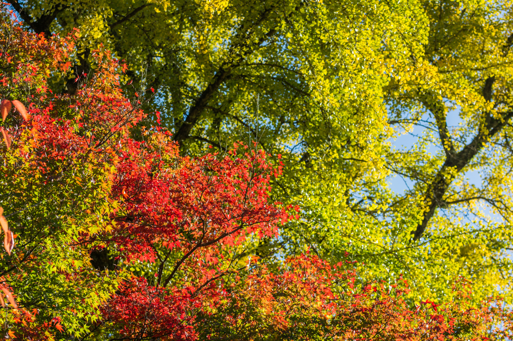 イチョウとモミジ-3