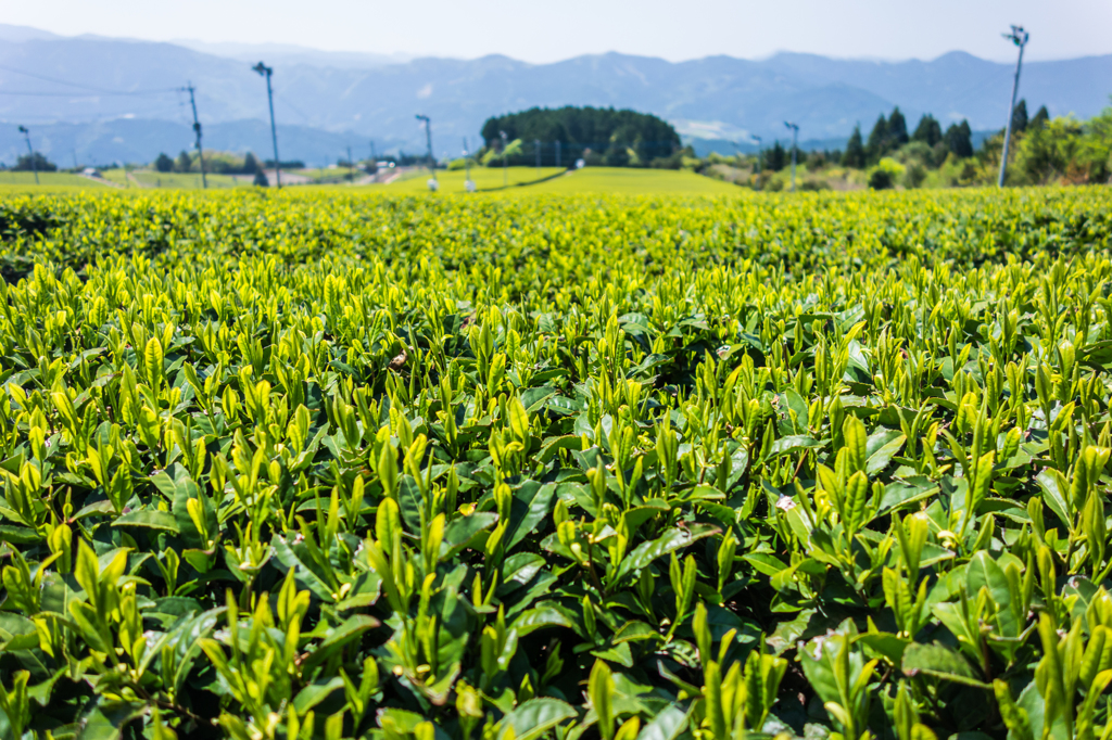 星野村の茶畑-1