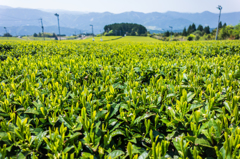 星野村の茶畑-1