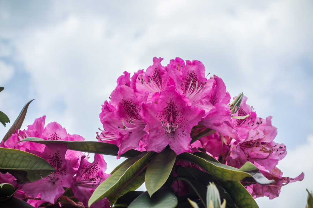 星野村のシャクナゲ-3