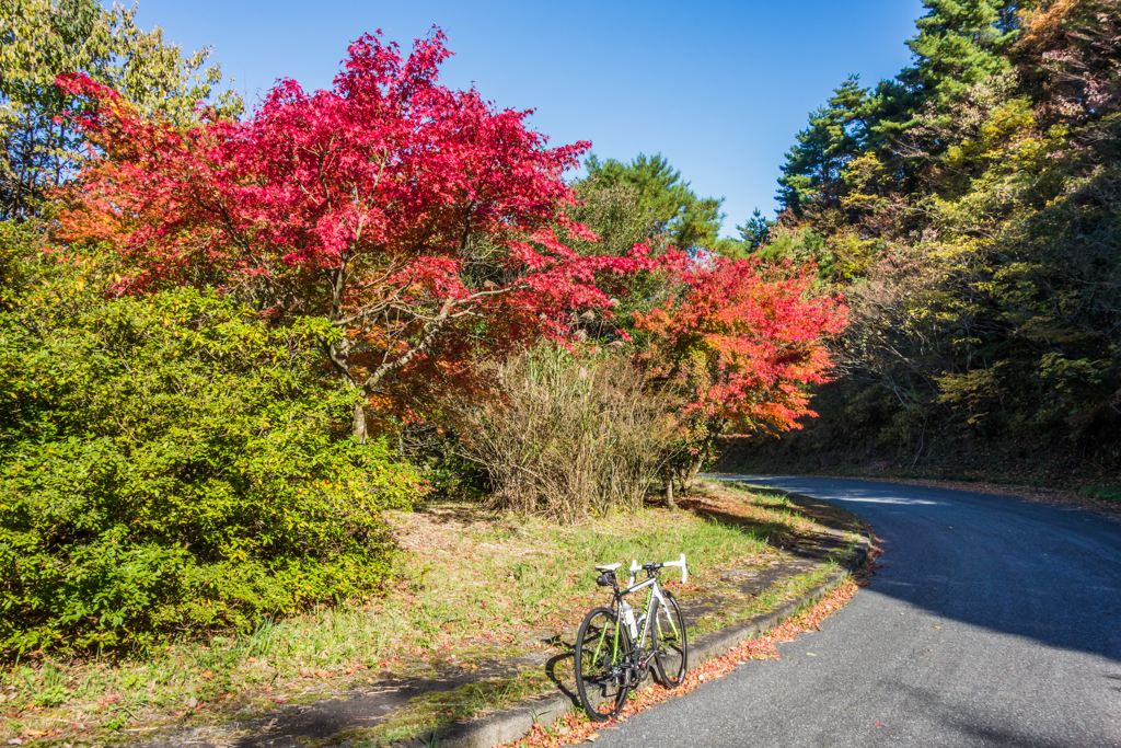 天山の紅葉-2