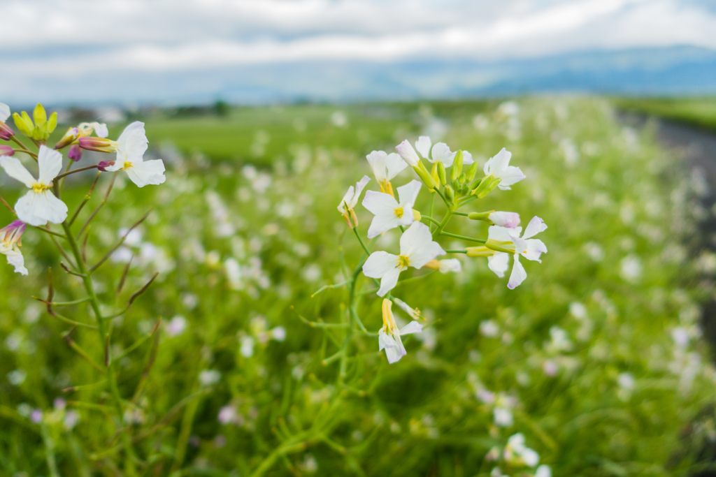 白い菜の花 By Koichifun Id 写真共有サイト Photohito