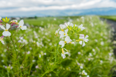 白い菜の花