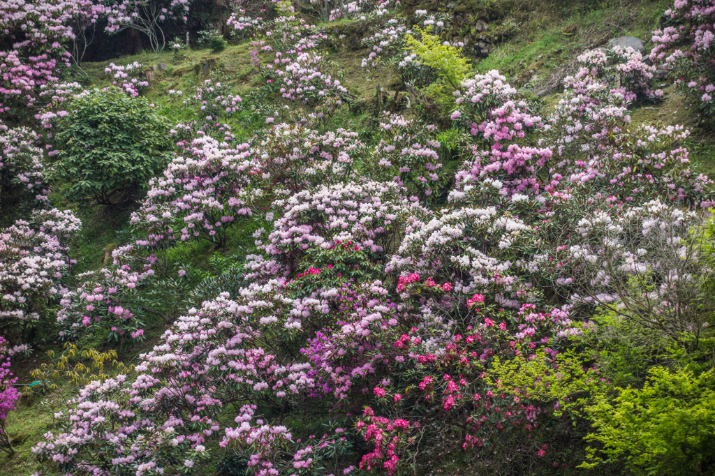 星野村のシャクナゲ-5
