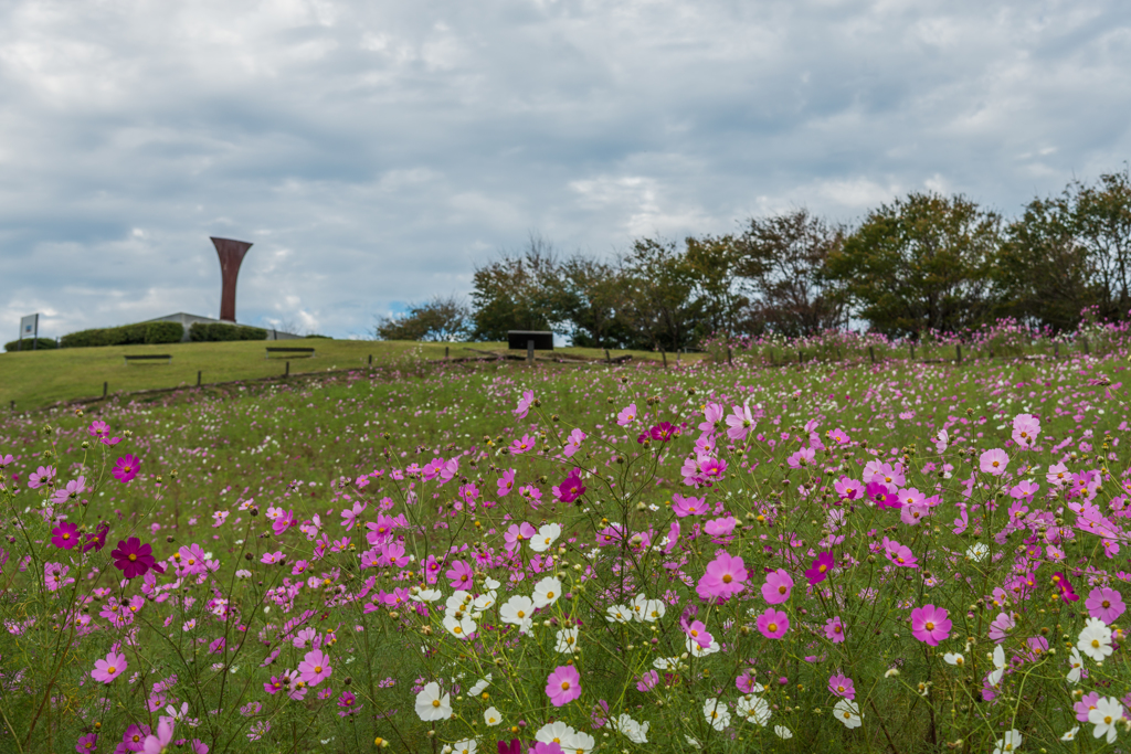 白木峰高原コスモス園-1 by koichifun （ID：3829258） - 写真共有サイト:PHOTOHITO