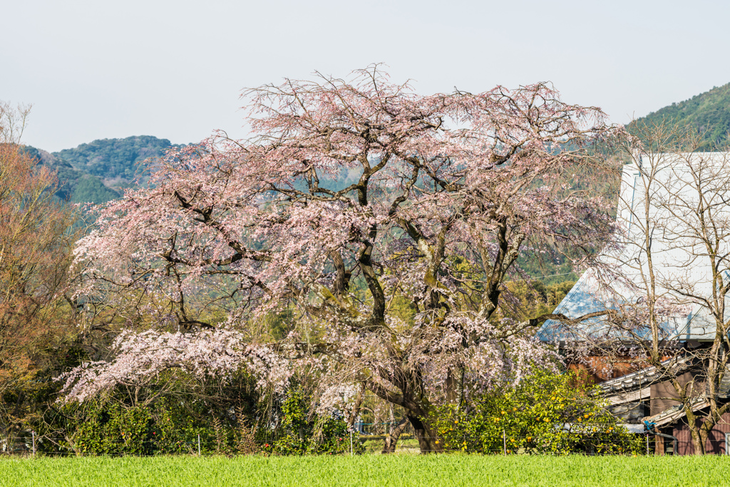 宝珠寺のしだれ桜-4