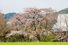 宝珠寺のしだれ桜-4