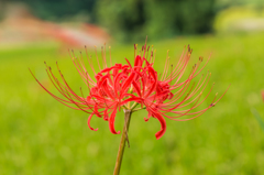 江里山の彼岸花-14