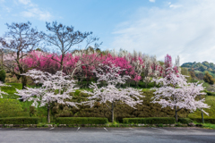 四季の丘の桜