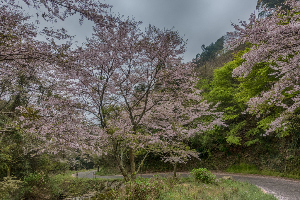 林道の桜-1