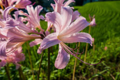 ナツズイセン