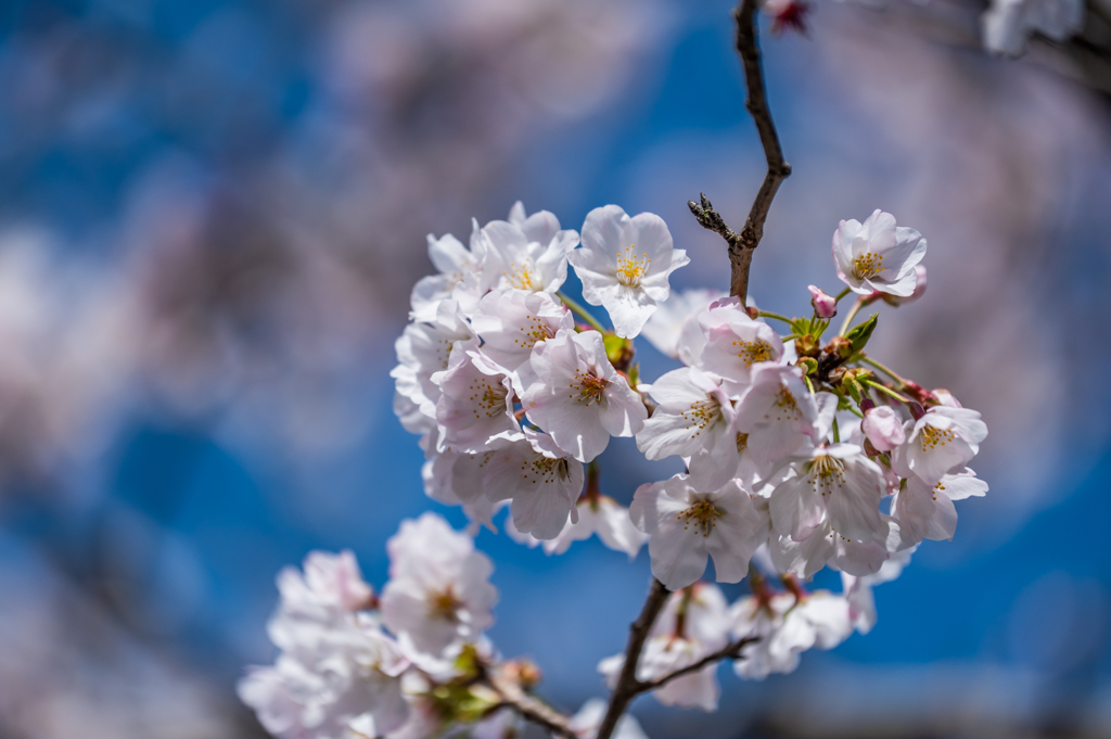 桜満開