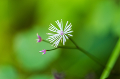 シギンカラマツ