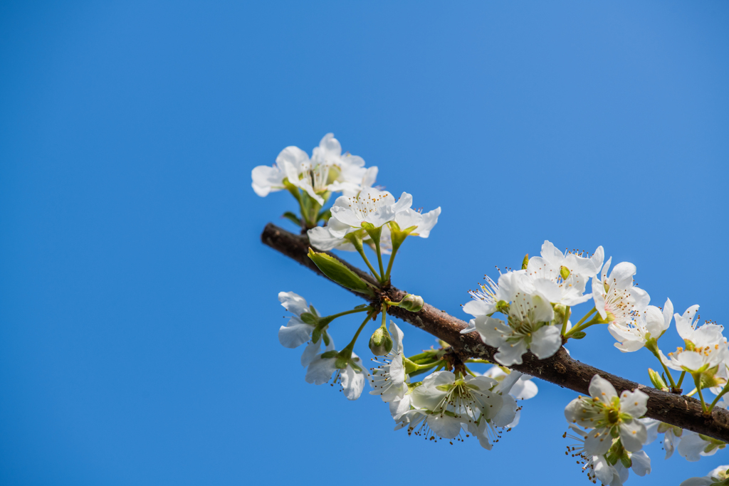 スモモの花-2