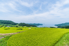 駄竹の棚田-1