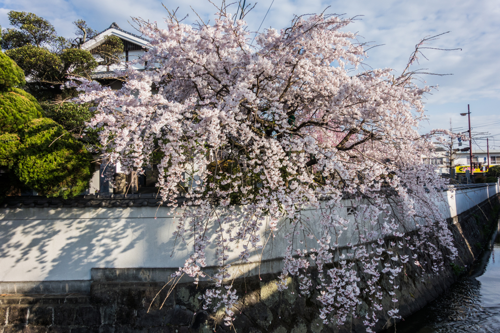 市内のお寺の桜