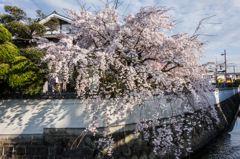 市内のお寺の桜