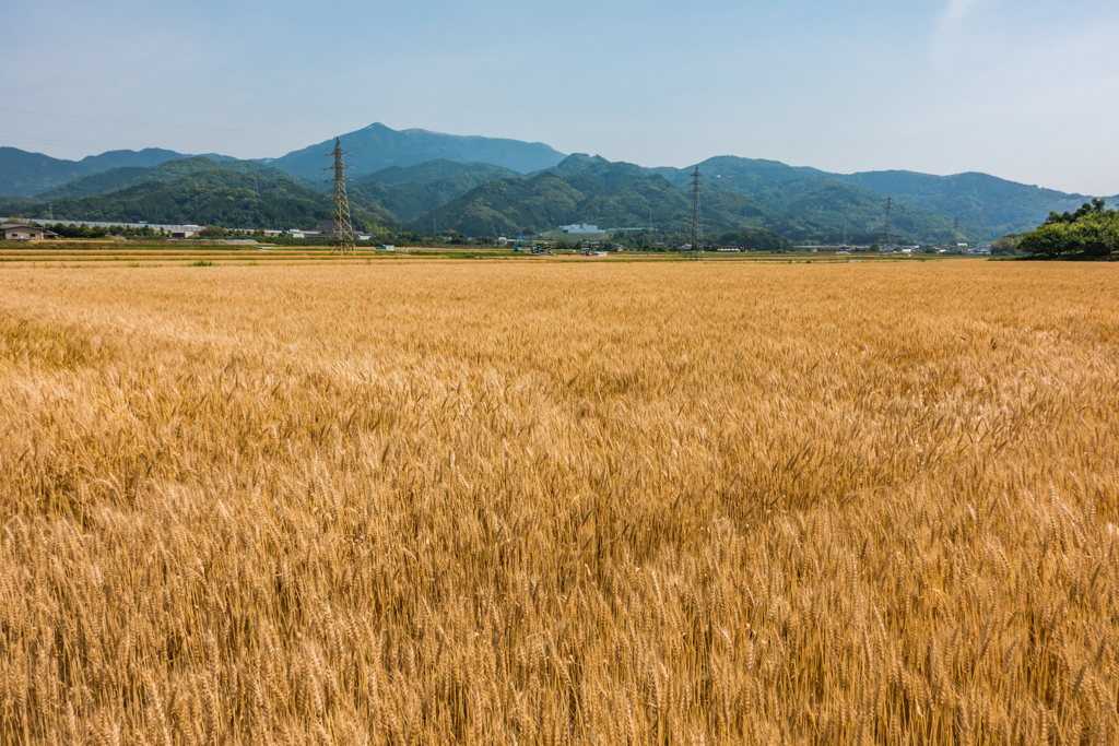 麦秋