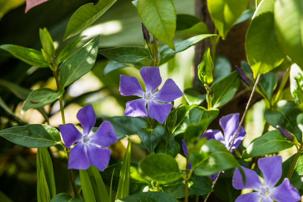 ツルニチニチソウ