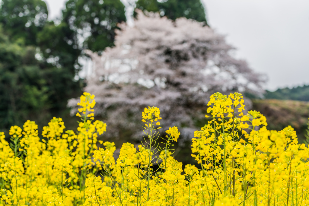 ジラカンス桜-9