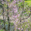 江里山の枝垂桜