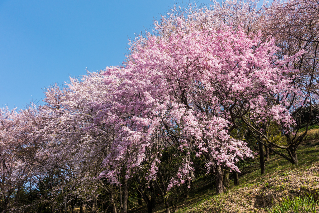 籾岳のしだれ桜