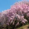 籾岳のしだれ桜