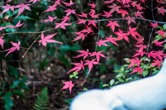終わりの紅葉