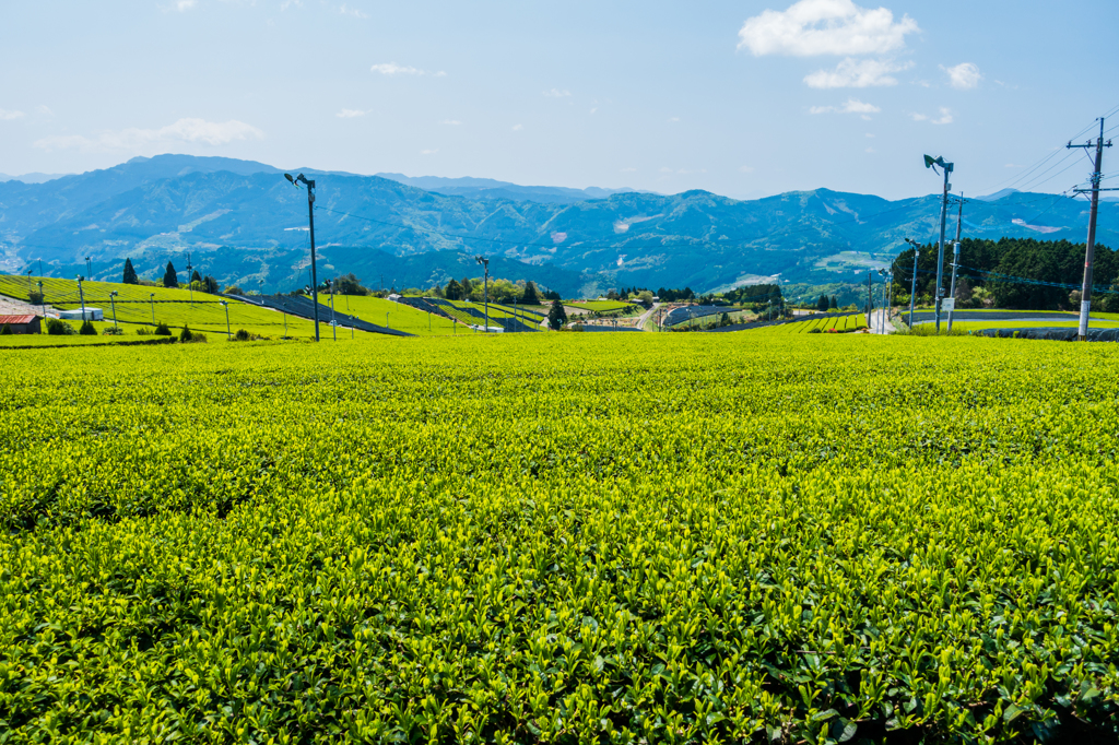 星野の茶畑