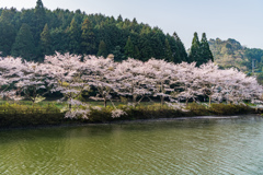 赤穂山八天桜-2