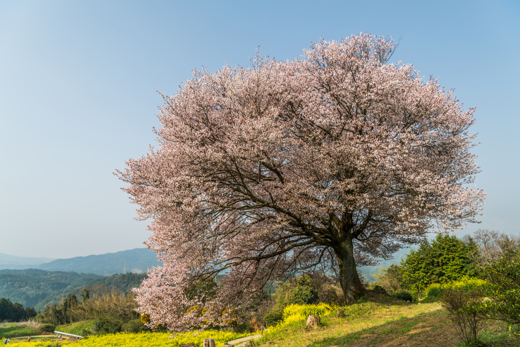 馬場の山桜-3